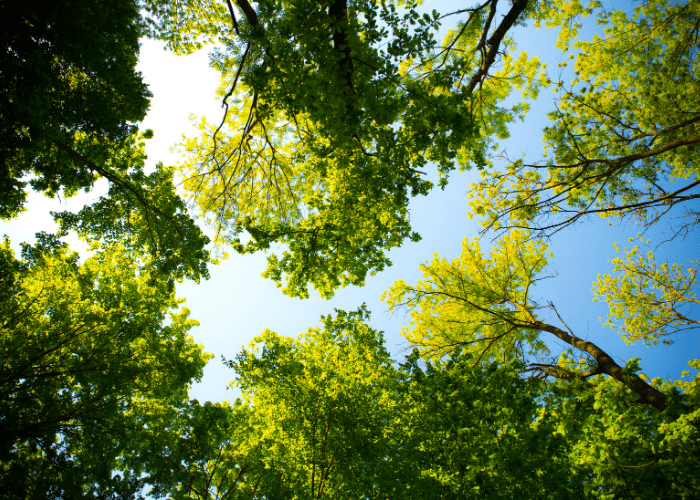 Our History: Caring for our planet